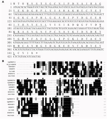 Identification of a Novel Pattern Recognition Receptor DM9 Domain Containing Protein 4 as a Marker for Pro-Hemocyte of Pacific Oyster Crassostrea gigas